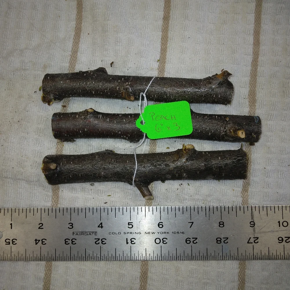 Peach Tree Branches for Crafting Isopods Reptiles Terarrium Jararrium Vivarium